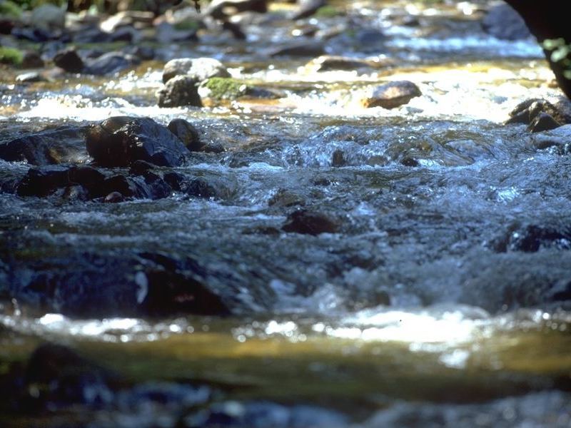 Erfrischende Schwarzwaldb�che 